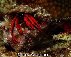 Peeping Peepers - Image taken in Bonaire with a Nikon D10... by Mark Westermeier 
